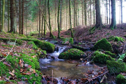 Forêt des Ardennes belges