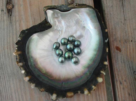 Perle de nacre - Tahiti Polynésie