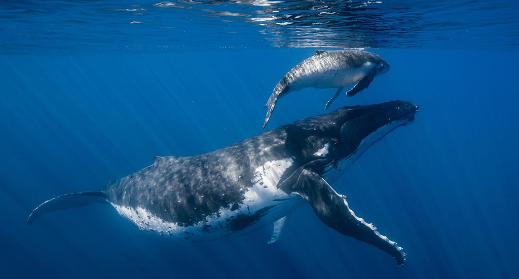 Une Baleine en Polynésie