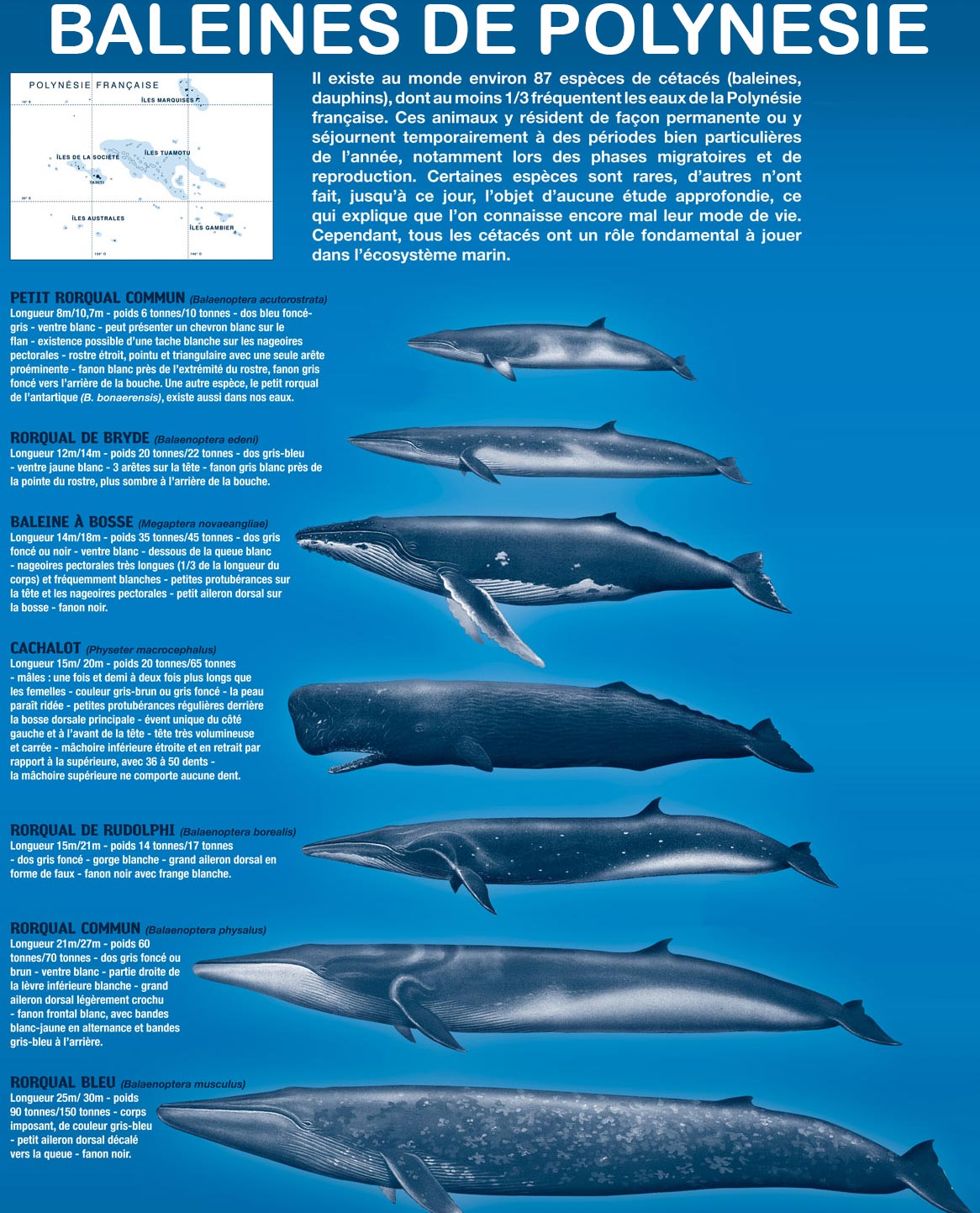 Baleines en Polynésie - les espèces