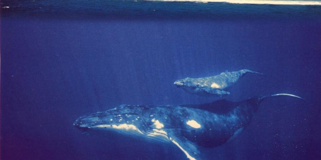 Baleines de Polynésie