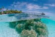 Les coraux polynesiens