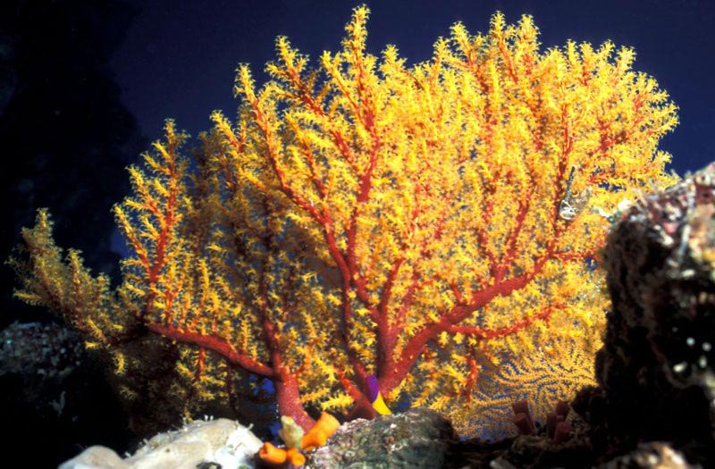 Gorgone jaune - corail