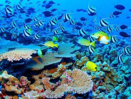 Corail - Récif en Polynésie