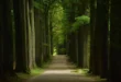 Forêt de Soignes en Belgique