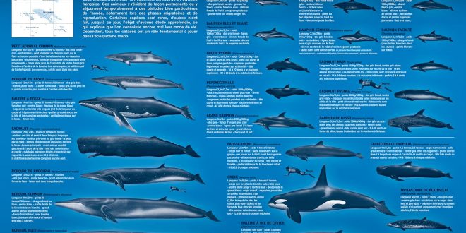 Cétacés de Polynésie - Baleines et dauphins