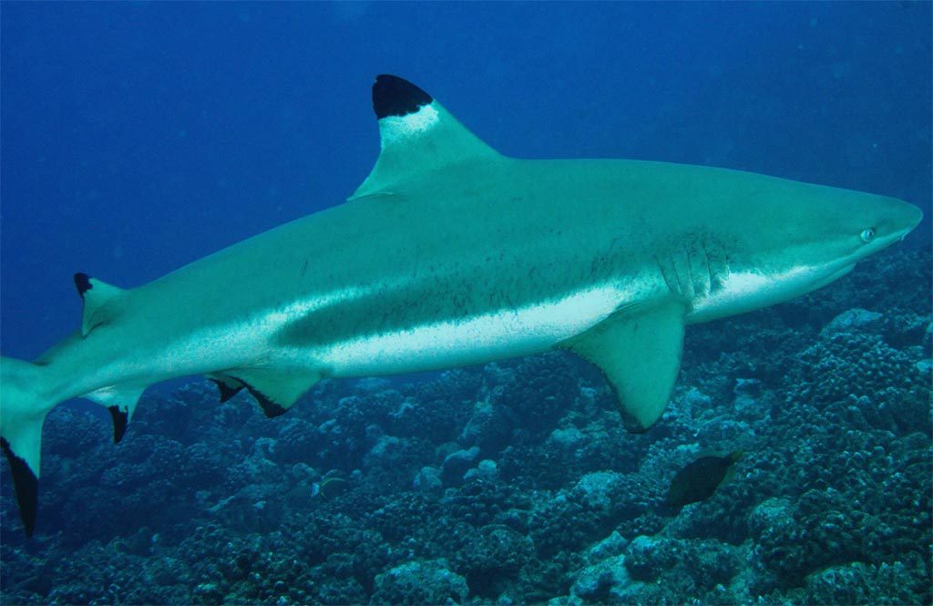 requin à pointe-noire