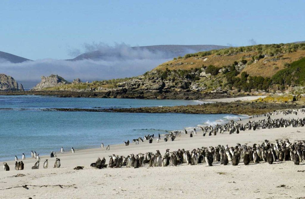 Falkland - une île des Malouines
