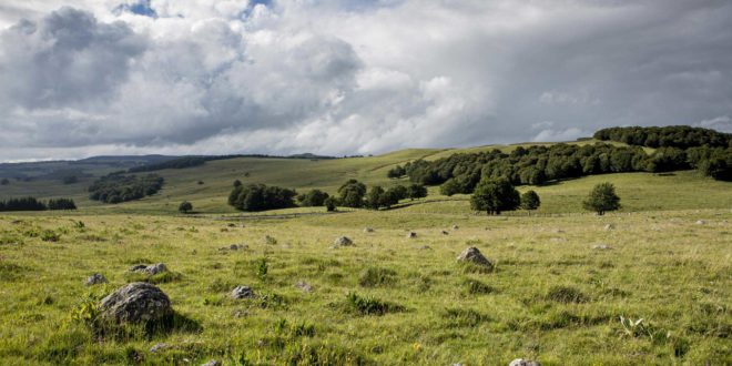 Aubrac