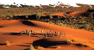 Kalahari-Desert