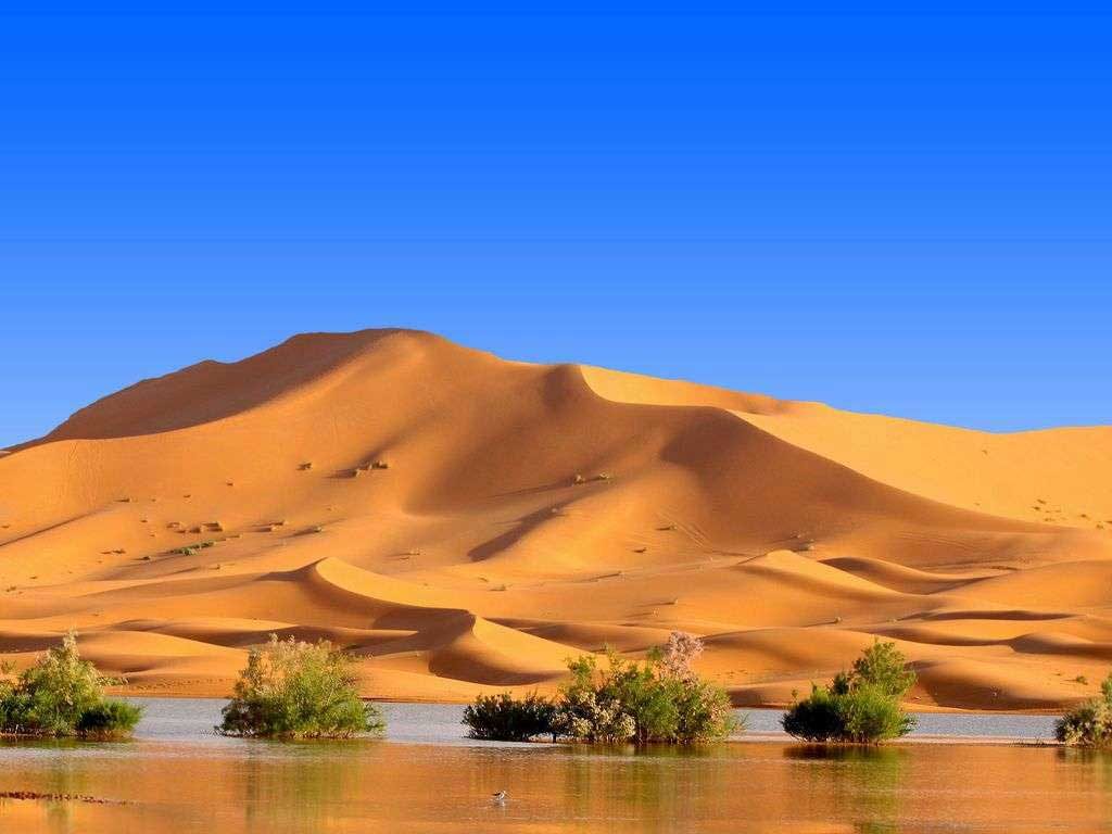 oasis dans le désert du Sahara