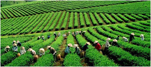 La culture du thé en Asie
