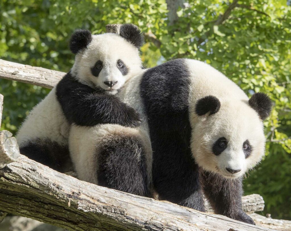ZooParc de Beauval - les pandas